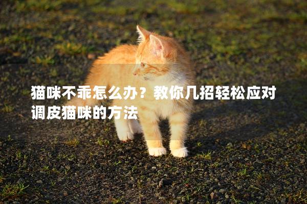 貓咪不乖怎么辦？教你幾招輕松應對調皮貓咪的方法