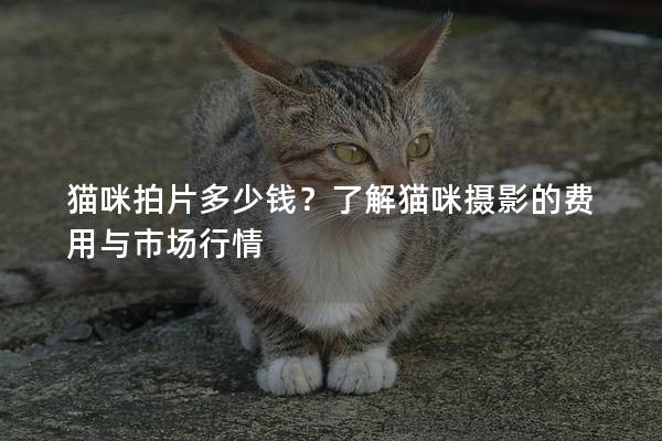 貓咪拍片多少錢？了解貓咪攝影的費用與市場行情