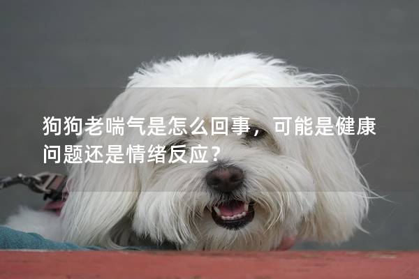 狗狗老喘氣是怎么回事，可能是健康問題還是情緒反應？