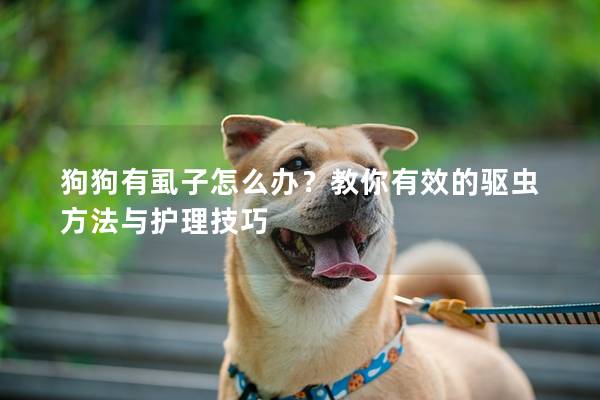 狗狗有虱子怎么辦?教你有效的驅蟲方法與護理技巧 狗狗有虱子怎么辦?教你有效的驅蟲方法與護理技巧