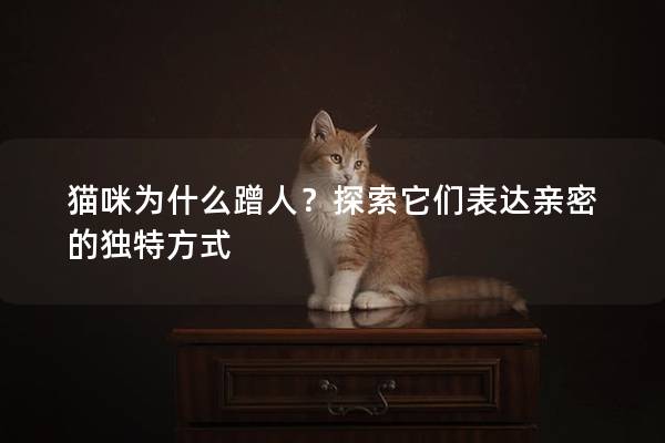 貓咪為什么蹭人？探索它們表達親密的獨特方式