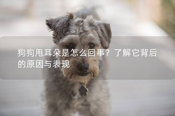狗狗甩耳朵是怎么回事？了解它背后的原因與表現