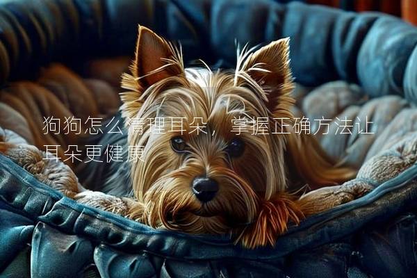 狗狗怎么清理耳朵,掌握正確方法讓耳朵更健康 狗狗怎么清理耳朵,掌握正確方法讓耳朵更健康