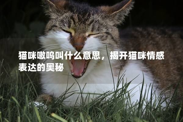 貓咪嗷嗚叫什么意思，揭開貓咪情感表達的奧秘