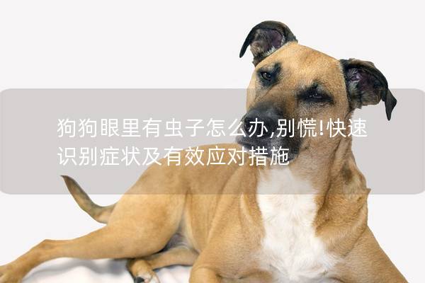 狗狗眼里有蟲子怎么辦,別慌!快速識別癥狀及有效應(yīng)對措施
