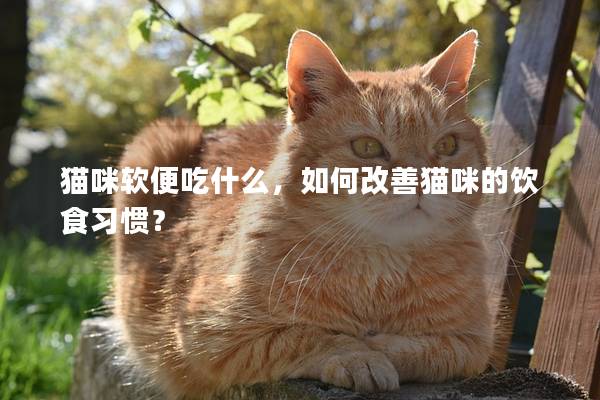 貓咪軟便吃什么，如何改善貓咪的飲食習慣？