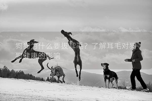 狗狗為什么要拔耳毛？了解耳毛對狗狗健康的影響