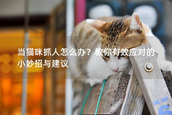 當(dāng)貓咪抓人怎么辦？教你有效應(yīng)對的小妙招與建議