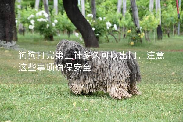 狗狗打完第三針多久可以出門(mén)，注意這些事項(xiàng)確保安全