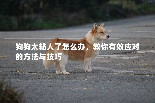 狗狗太粘人了怎么辦，教你有效應對的方法與技巧