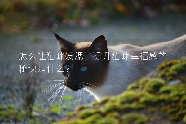 怎么讓貓咪發腮，提升貓咪幸福感的秘訣是什么？