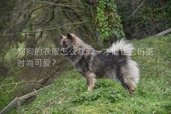 狗狗的衣服怎么裁剪，才能讓它們更時尚可愛？