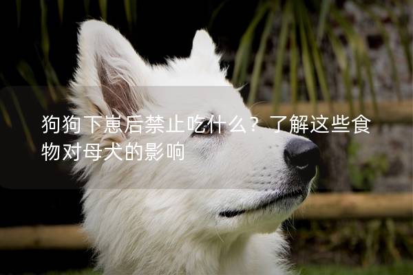 狗狗下崽后禁止吃什么？了解這些食物對(duì)母犬的影響