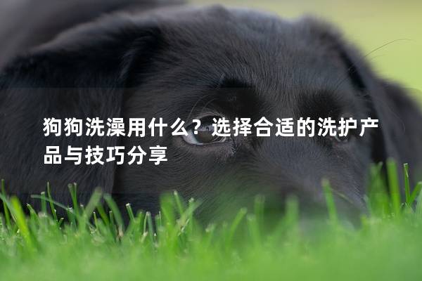 狗狗洗澡用什么？選擇合適的洗護(hù)產(chǎn)品與技巧分享