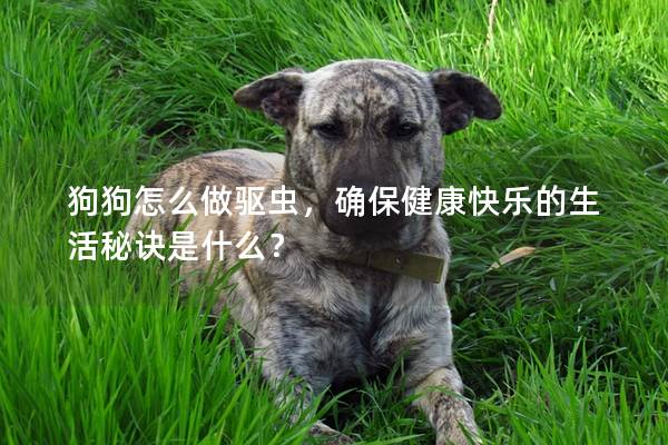 狗狗怎么做驅蟲，確保健康快樂的生活秘訣是什么？