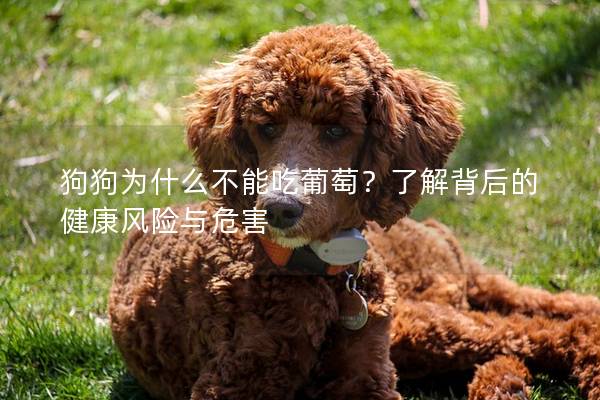 狗狗為什么不能吃葡萄？了解背后的健康風(fēng)險(xiǎn)與危害