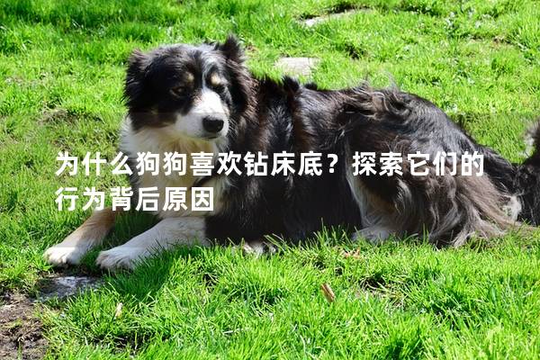 為什么狗狗喜歡鉆床底？探索它們的行為背后原因