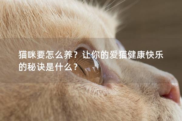 貓咪要怎么養(yǎng)？讓你的愛(ài)貓健康快樂(lè)的秘訣是什么？