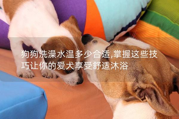 狗狗洗澡水溫多少合適,掌握這些技巧讓你的愛犬享受舒適沐浴 狗狗洗澡水溫多少合適,掌握這些技巧讓你的愛犬享受舒適沐浴