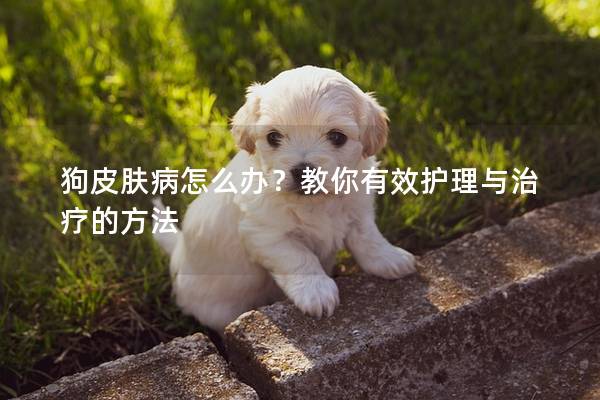 狗皮膚病怎么辦？教你有效護理與治療的方法