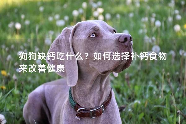 狗狗缺鈣吃什么？如何選擇補鈣食物來改善健康