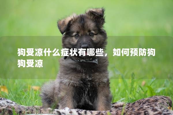狗受涼什么癥狀有哪些，如何預防狗狗受涼