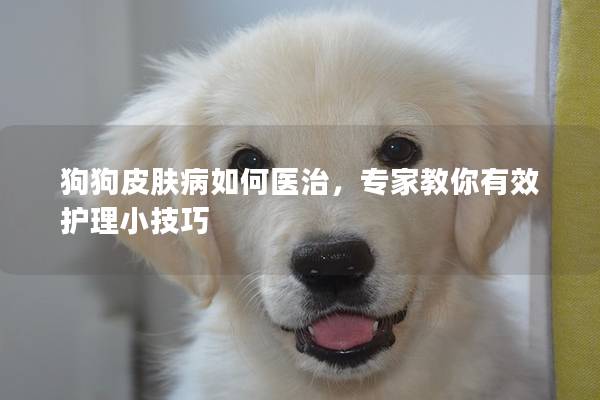 狗狗皮膚病如何醫(yī)治，專家教你有效護(hù)理小技巧