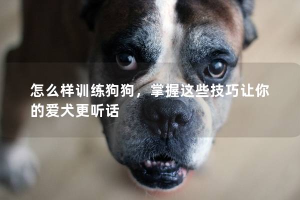 怎么樣訓(xùn)練狗狗，掌握這些技巧讓你的愛犬更聽話