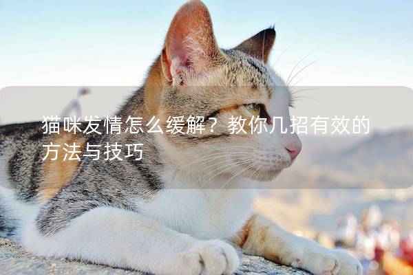 貓咪發情怎么緩解？教你幾招有效的方法與技巧
