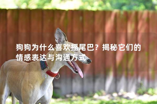狗狗為什么喜歡搖尾巴？揭秘它們的情感表達(dá)與溝通方式