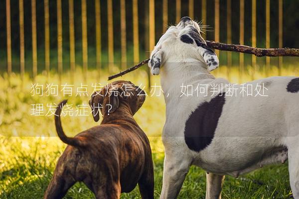 狗狗有點發燒怎么辦，如何判斷和處理發燒癥狀？