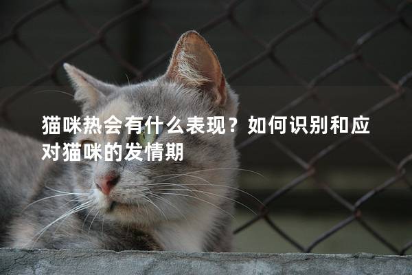 貓咪熱會有什么表現？如何識別和應對貓咪的發情期