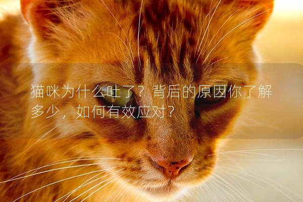 貓咪為什么吐了？背后的原因你了解多少，如何有效應對？