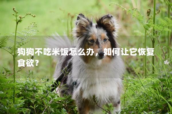 狗狗不吃米飯怎么辦，如何讓它恢復食欲？