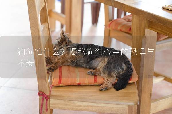 狗狗怕什么？揭秘狗狗心中的恐懼與不安