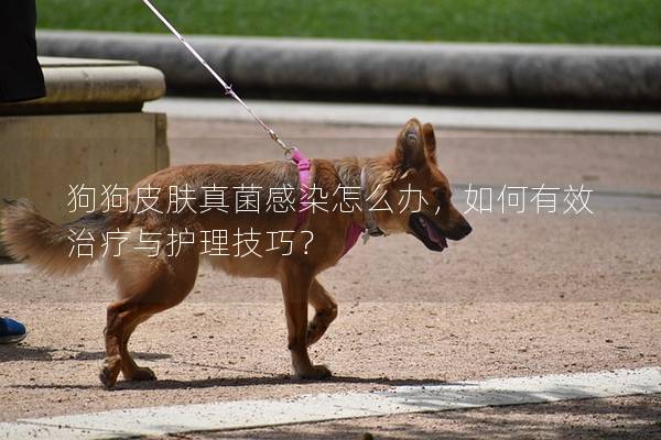 狗狗皮膚真菌感染怎么辦，如何有效治療與護理技巧？