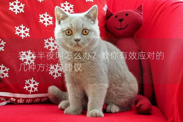 貓咪半夜叫怎么辦？教你有效應對的幾種方法與建議