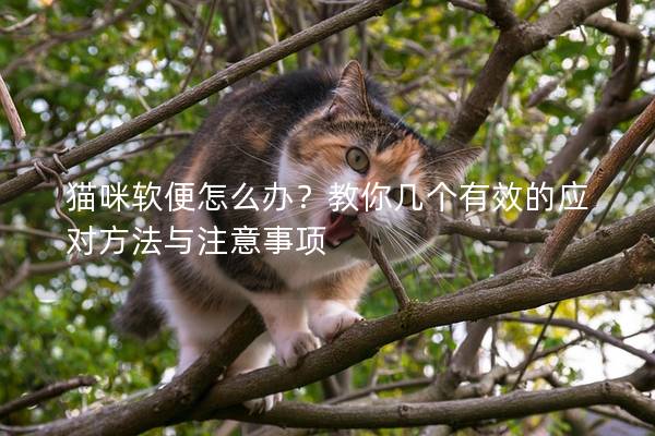 貓咪軟便怎么辦？教你幾個有效的應對方法與注意事項