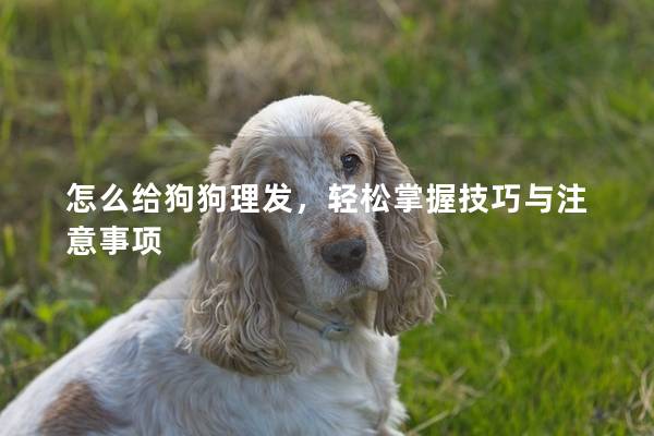 怎么給狗狗理發(fā)，輕松掌握技巧與注意事項