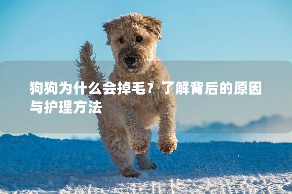 狗狗為什么會掉毛？了解背后的原因與護理方法
