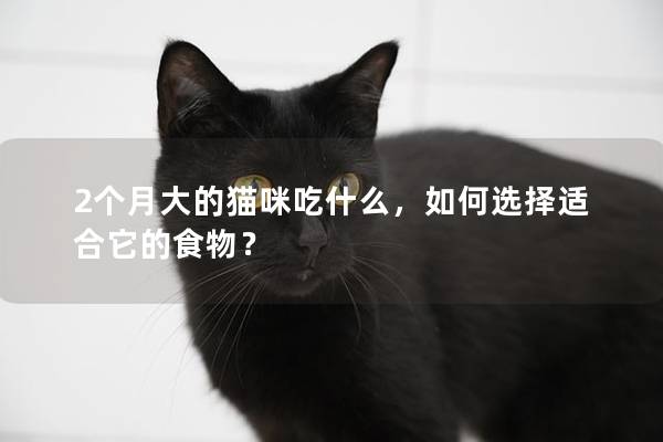2個月大的貓咪吃什么，如何選擇適合它的食物？
