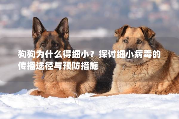 狗狗為什么得細??？探討細小病毒的傳播途徑與預防措施