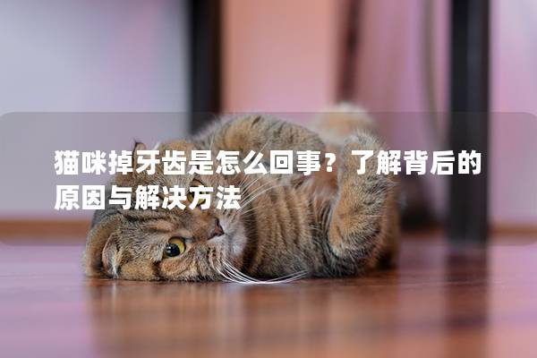 貓咪掉牙齒是怎么回事？了解背后的原因與解決方法
