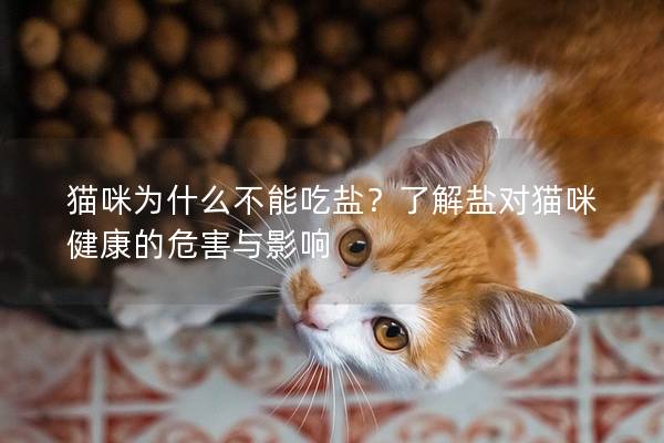貓咪為什么不能吃鹽？了解鹽對貓咪健康的危害與影響