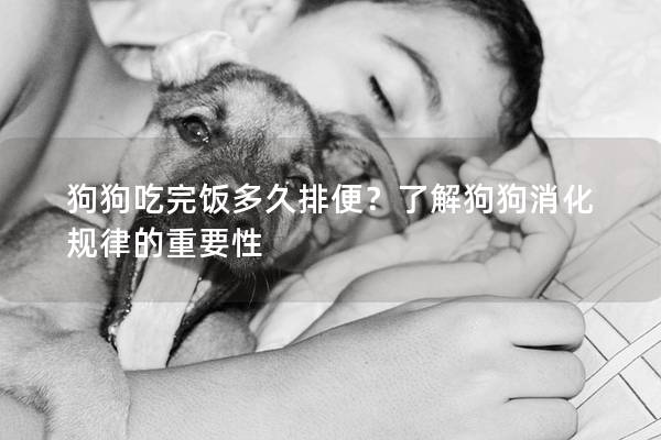 狗狗吃完飯多久排便？了解狗狗消化規(guī)律的重要性
