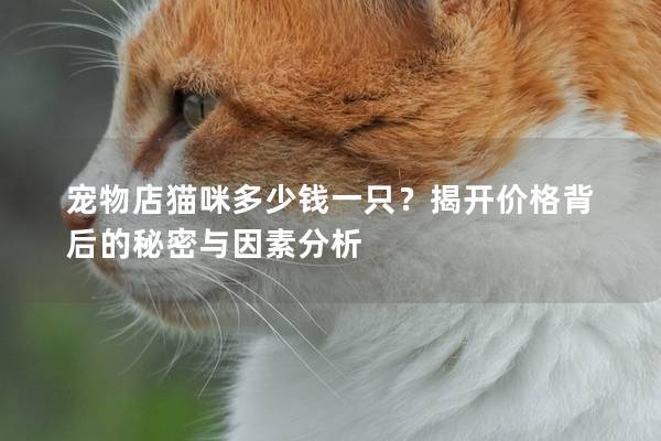 寵物店貓咪多少錢一只？揭開價格背后的秘密與因素分析