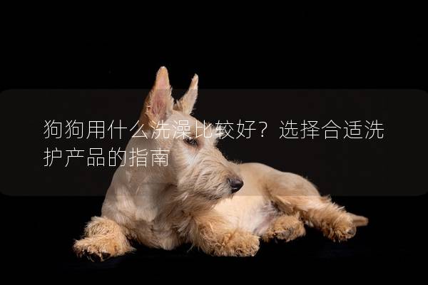 狗狗用什么洗澡比較好?選擇合適洗護產品的指南 狗狗用什么洗澡比較好?選擇合適洗護產品的指南