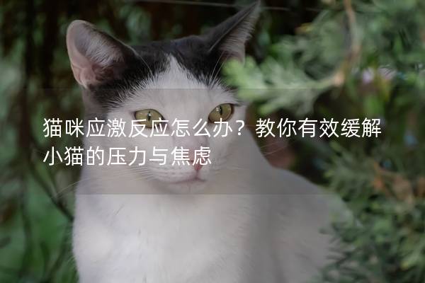 貓咪應激反應怎么辦？教你有效緩解小貓的壓力與焦慮