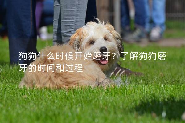 狗狗什么時候開始磨牙？了解狗狗磨牙的時間和過程