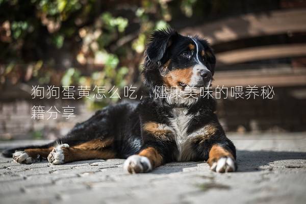 狗狗蛋黃怎么吃，健康美味的喂養(yǎng)秘籍分享